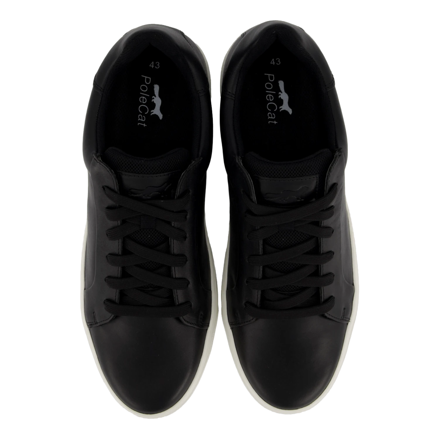 Rex Neapel(Polecat Rex Neapel 2) 6 Rex Neapel(Polecat Rex Neapel 2) - Bild 6