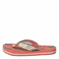 Reef Little Ahi Cactus(Little Ahi Cactus)